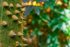 Tree With Spikes In Forest. Sundbox Tree. Royalty Free Stock Photos