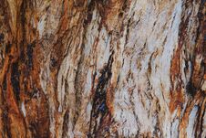 Bark Of An Old Tree Macro Photo Stock Photography