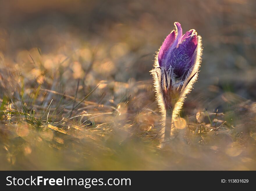 Spring Pulsatilla