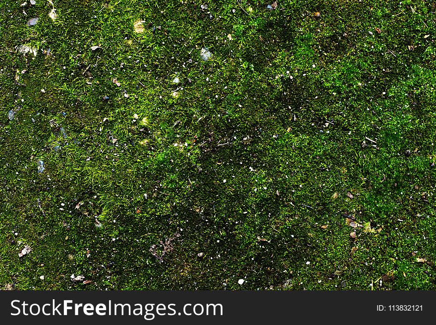 Close-up of a spring background of asphalt surface of the earth covered with juicy green moss. Green mossy surface with sprinkling of stones and small debris.