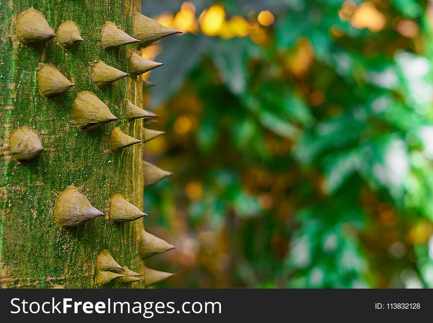 Tree with spikes in forest. Sundbox tree.