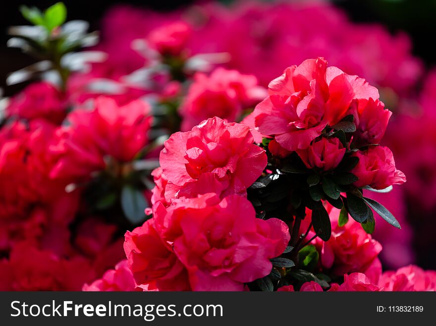 Background of beautiful red azalea flowers