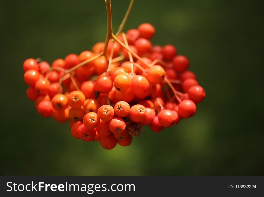 Red Rowan Berries In The Nature