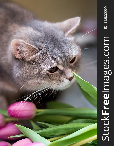 Curious grey scottish cat sniffing pink tulips. Curious grey scottish cat sniffing pink tulips