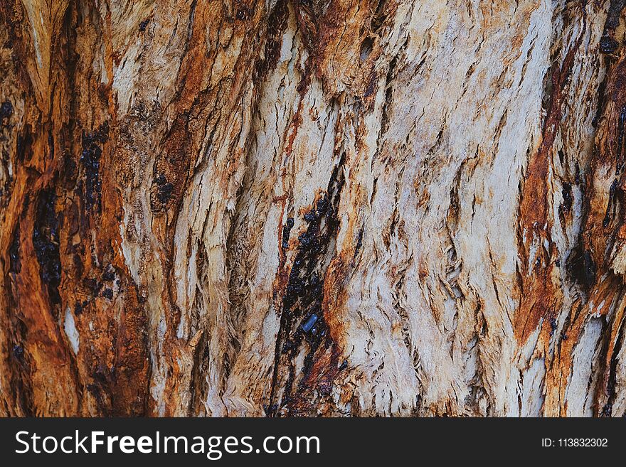 Bark Of An Old Tree Macro Photo