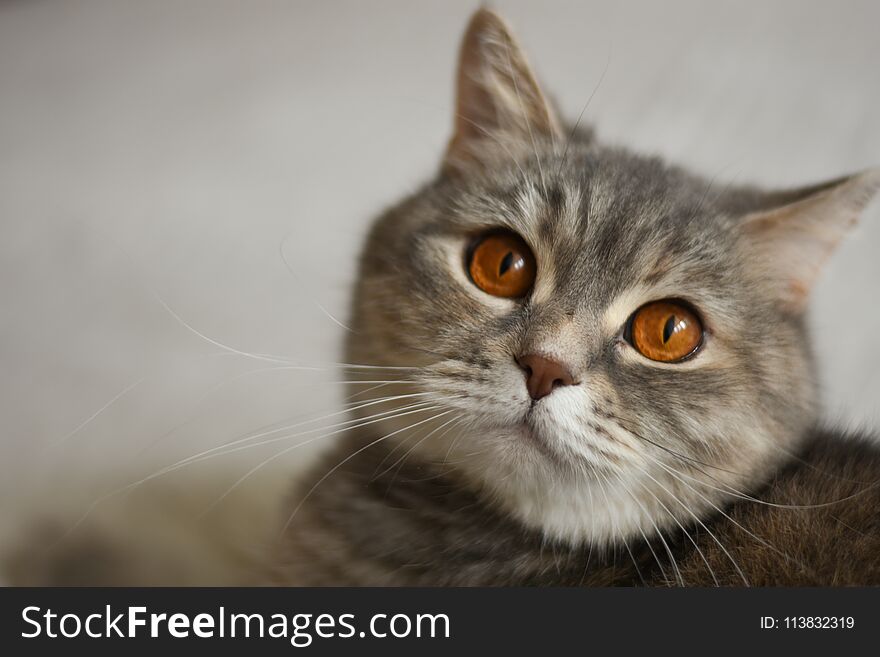 Funny Gray Cat Asks For Food