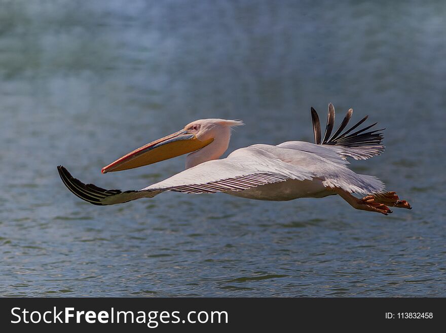 White pelican pelecanus onocrotalus