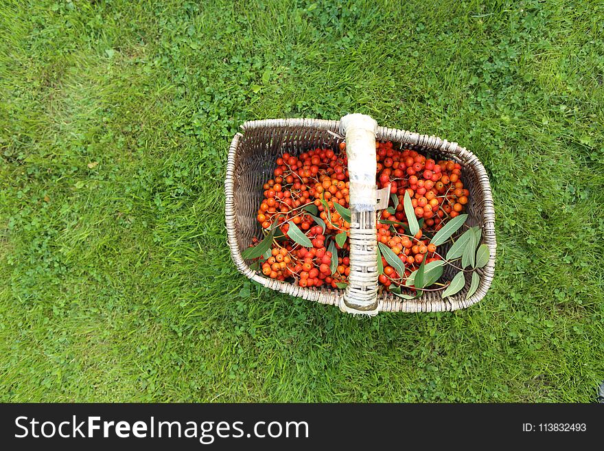 Orange rowan berries in a basket in the garden on green lawn
