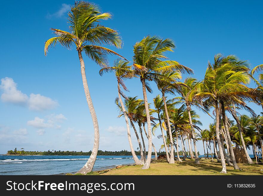 Palm trees and blue sky - palm tree background -