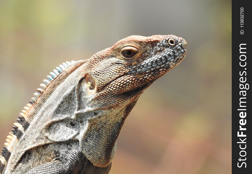 Iguana Hanging out at the house, in Hermosa Costa Rica. Iguana Hanging out at the house, in Hermosa Costa Rica