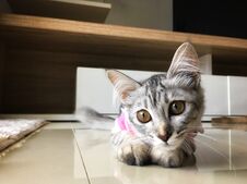 Cute Kitten Stock Photos