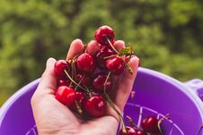 Female Hand Holding Fresh Sour Cherries. Juicy Cherries.ripe Sweet Cherry Stock Image