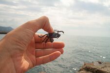 Small Crab In Hand Stock Photography