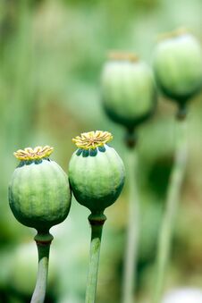Green Poppy Heads On The Field, Farming Plant, Agriculture In Th Royalty Free Stock Image