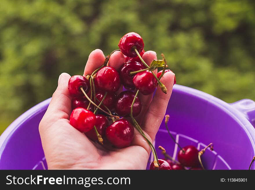 Female hands holding fresh sour cherries. Harvest time. Female hands holding fresh sour cherries. Harvest time