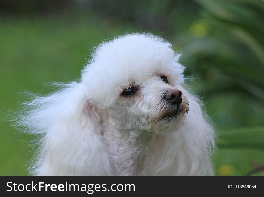 Toy poodle dog in a backyard on a spring day with lawn in the background. Toy poodle dog in a backyard on a spring day with lawn in the background.