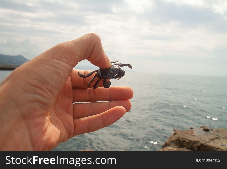 Small Crab In Hand