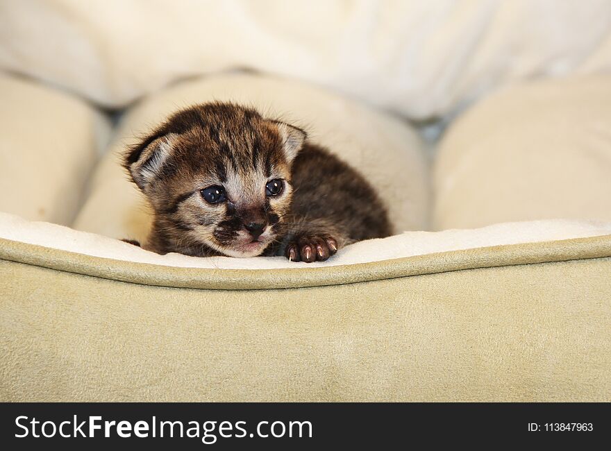 Newborn Serval Savannah Kitten