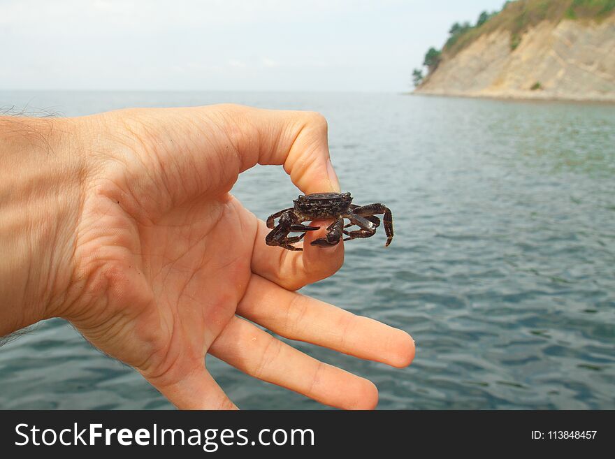 A small living real crab in the hand of a man on a warm day by the sea. A small living real crab in the hand of a man on a warm day by the sea