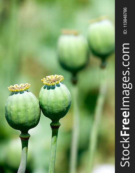 Green poppy heads on the field, farming plant, agriculture in the Czech republic