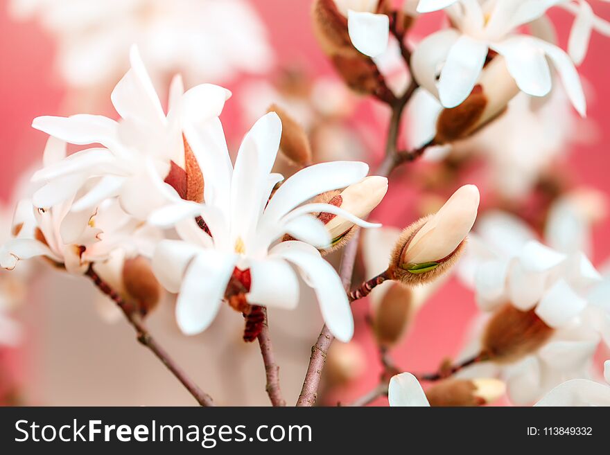 Beautiful flowering Magnolia tree with pink flowers. Spring background.