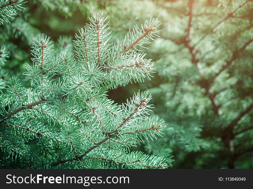 Green spruce branches as a textured background. Green spruce blue spruce. Selective focus.