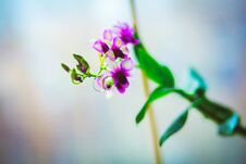 Wedding Rings On Purple Orchid Flower Stock Photography