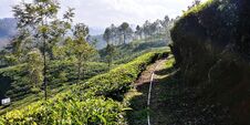 A Trip To The Tea Fields On A Wonderful Sunny Day Stock Photography