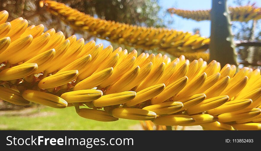 nClose-up of a Aloe Vera flower in a garden in Kibbutz Nir Am. nClose-up of a Aloe Vera flower in a garden in Kibbutz Nir Am