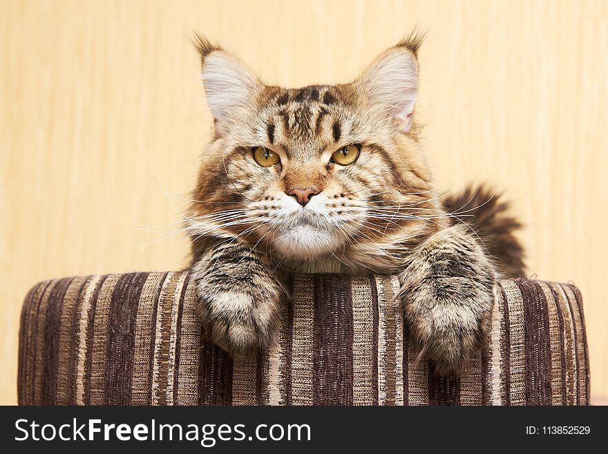 Maine coon sitting at home. Light beige background. Beautiful cat.