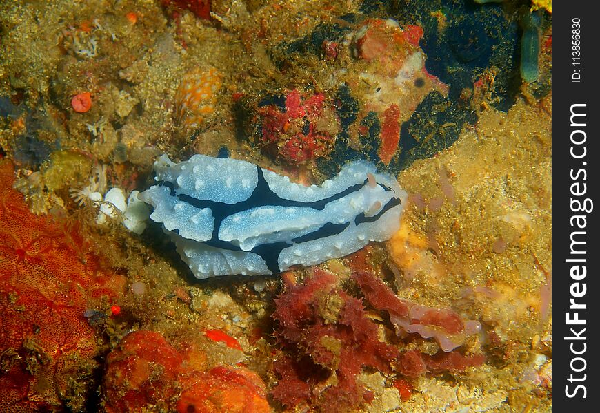 The amazing and mysterious underwater world of the Philippines, Luzon Island, Anilаo, true sea slug
