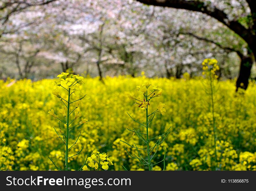 Spring, Cherry Park Scenery