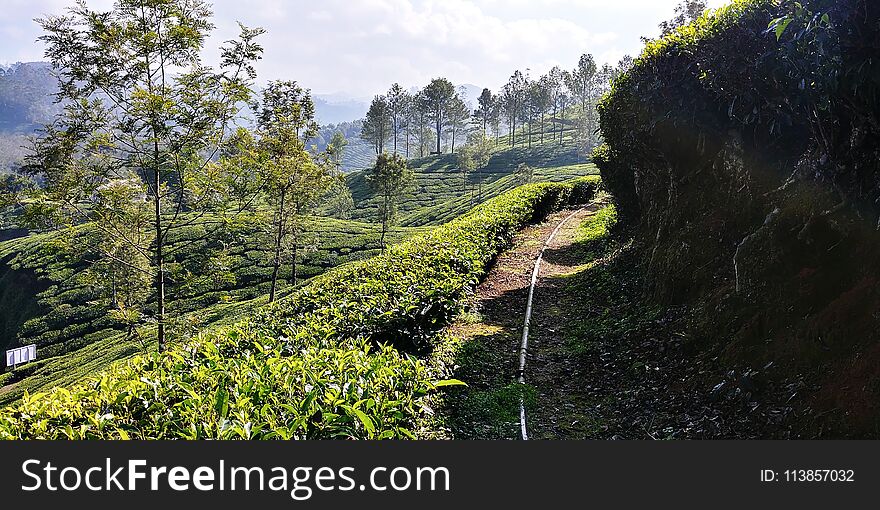 A trip to the tea fields on a wonderful sunny day