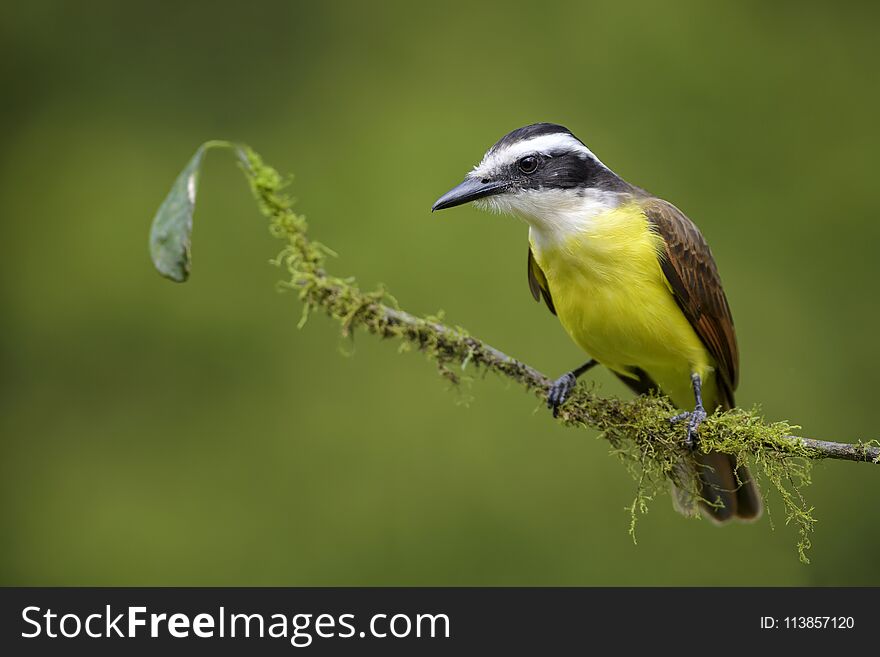 Great Kiskadee - Pitangus sulphuratus, beautiful yellow perching bird from Cental America, Costa Rica.
