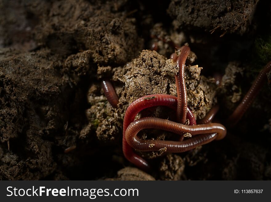 Close up macro photo group of earthworms in fertile soil from earthworm farm. Flash light made shine bright of earthworm’s skin and show how they adventure and drill in soil to challenges their life. Close up macro photo group of earthworms in fertile soil from earthworm farm. Flash light made shine bright of earthworm’s skin and show how they adventure and drill in soil to challenges their life.