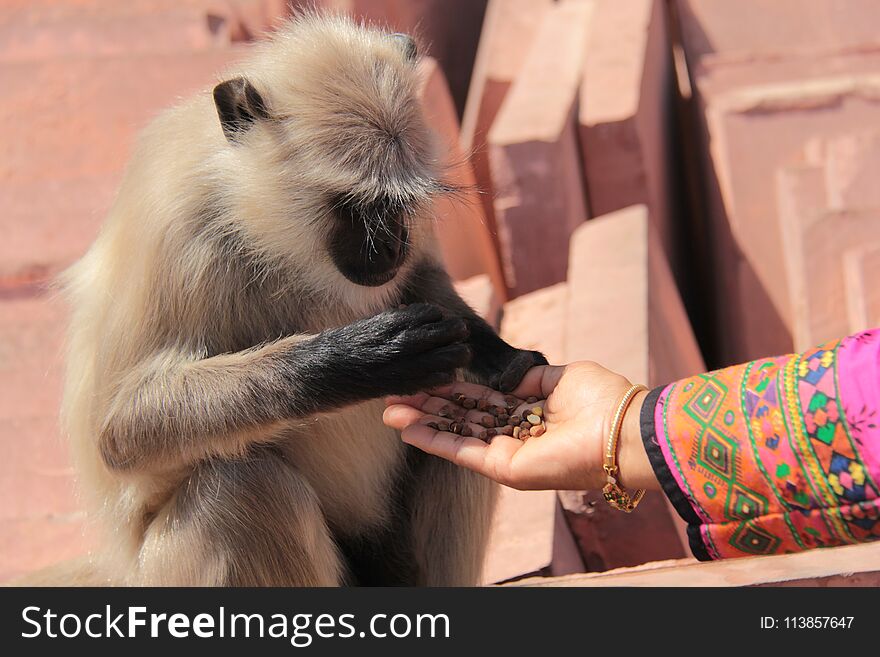 Indian Woman Feed Black Langoor By Hand