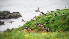 Landscape And North Atlantic Puffins At Icelandic Seashore Royalty Free Stock Photography