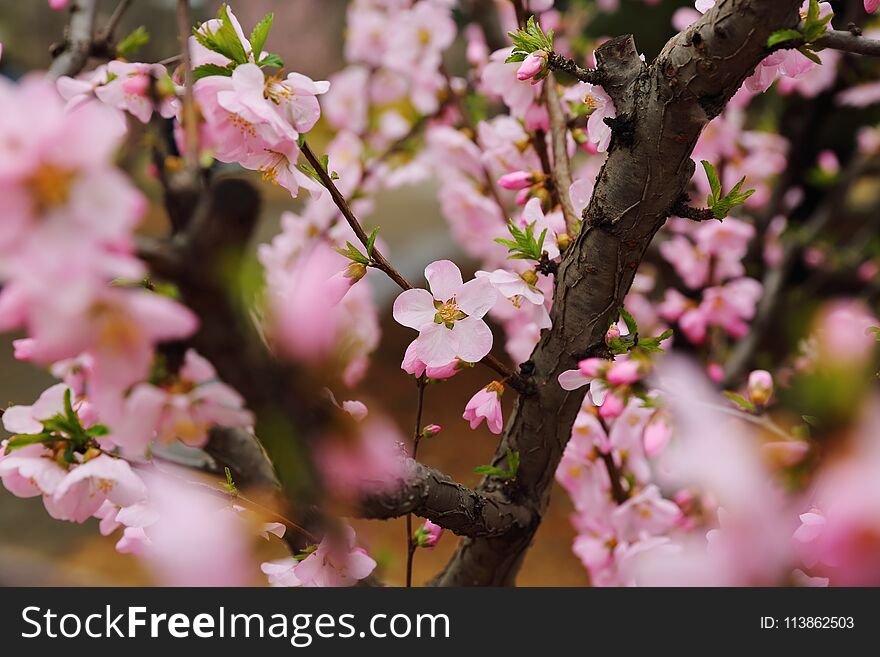 Beautiful Peach Blossoms In Spring