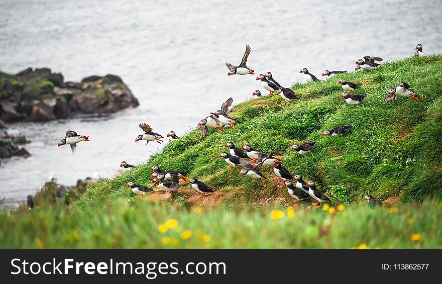 Landscape And North Atlantic Puffins At Icelandic Seashore