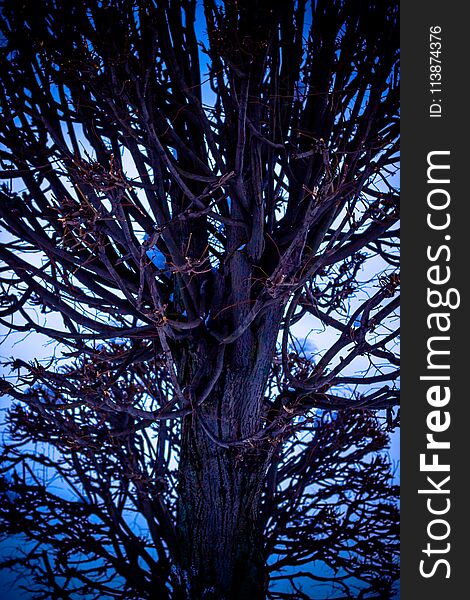 Branched trees in the park, sunset, winter evening