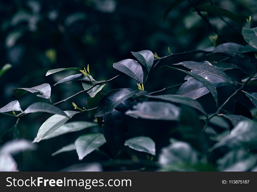 tender shoot-Loropetalum chinense