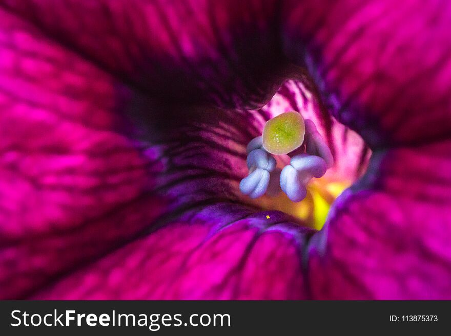 This vibrant macro image transforms this petunia`s stigma and anthers into looking like the head and arms of an alien emerging from the colorful abyss. This vibrant macro image transforms this petunia`s stigma and anthers into looking like the head and arms of an alien emerging from the colorful abyss.
