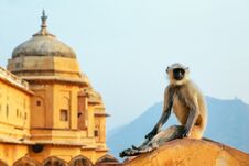Gray Langur Sitting In Amber Fort Near Jaipur, Rajasthan, India Stock Photography