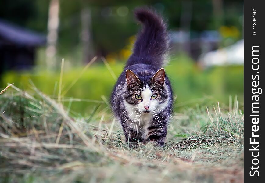 Beautiful Cat Outdoors