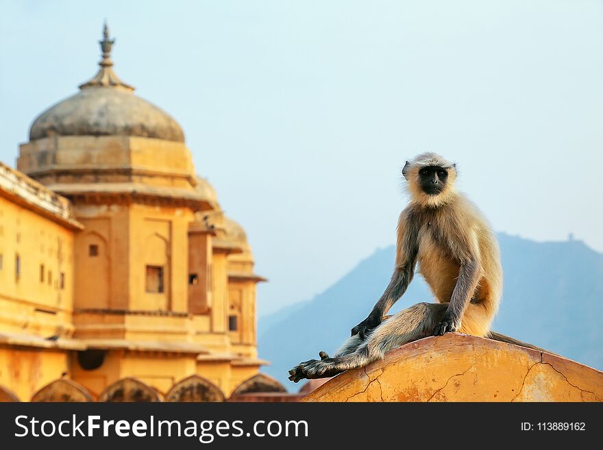 Gray langur sitting in Amber Fort near Jaipur, Rajasthan, India