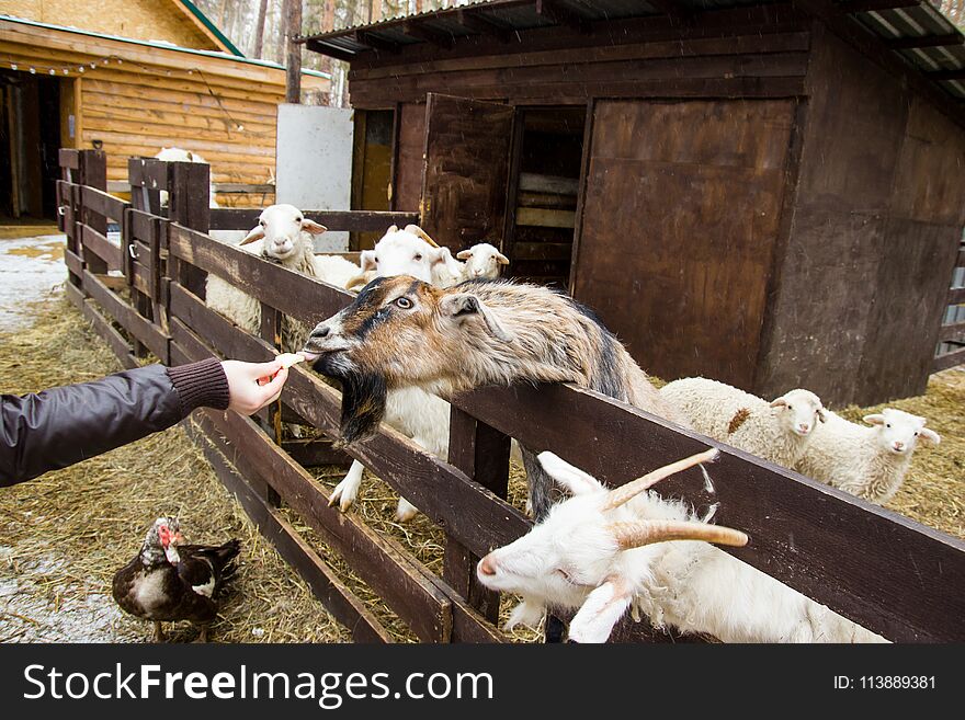 Man is a friend of animals. Care of them is necessary. The girl feeds a goat. Man is a friend of animals. Care of them is necessary. The girl feeds a goat