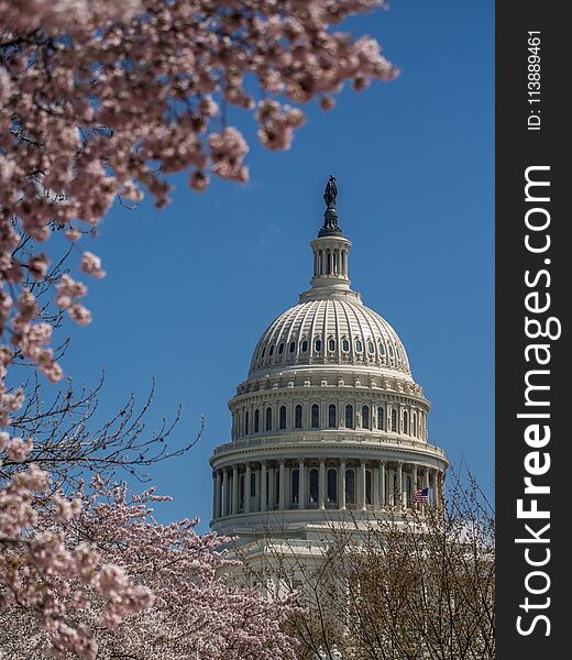 The Capitol building dome enframed by cherry blossoms in spring. The Capitol building dome enframed by cherry blossoms in spring