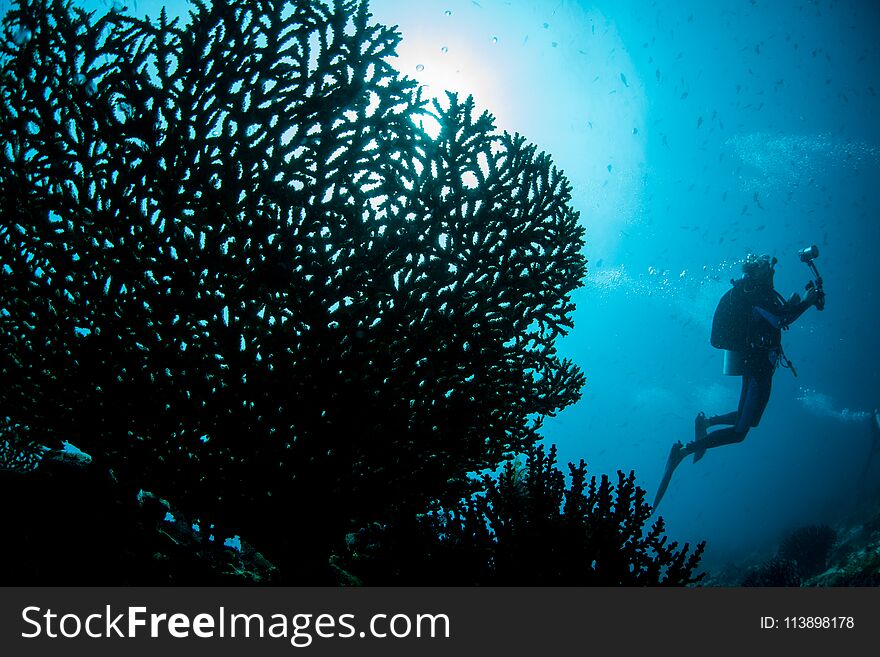 A diver explores a fragile but healthy coral reef growing in Raja Ampat, Indonesia. This tropical region is known as the heart of the Coral Triangle due to its marine biodiversity. A diver explores a fragile but healthy coral reef growing in Raja Ampat, Indonesia. This tropical region is known as the heart of the Coral Triangle due to its marine biodiversity.