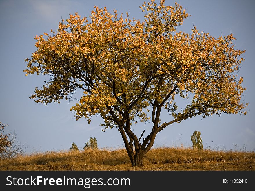 Yellow tree against blue sky by autumn