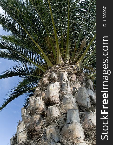 Huge Palm Tree closer looking good texture and good background color